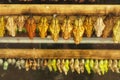 Butterflies cocoons at Antipa Museum in Bucharest