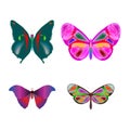 Butterflies collection