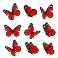 Butterflies collection. Beautiful nature colored flying insects ornamental wings moth vector realistic butterfly Royalty Free Stock Photo