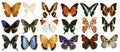 Butterflies collection colorful isolated on white Royalty Free Stock Photo