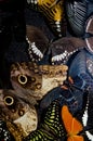 Butterflies collection in Dunedin airport.