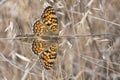 Butterflies copulating. Royalty Free Stock Photo