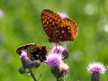 Butterflies On Creeping Thistle Royalty Free Stock Photo