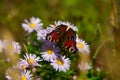 Baterflay in autumn, rest of the year.Butterfly, nature, flower, wild nature, butterflies dance, summer. Royalty Free Stock Photo