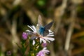 Baterflay in autumn, rest of the year.Butterfly, nature, flower, wild nature, butterflies dance, summer., Butterfly on the flower, Royalty Free Stock Photo