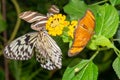 butterflies of different species from the butterfly museum Royalty Free Stock Photo