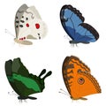 Butterflies of different species. Royalty Free Stock Photo