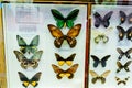 Butterflies on display in a glass case Royalty Free Stock Photo