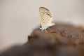 Butterfly doing puddling in cow dung Royalty Free Stock Photo