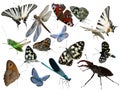 Butterflies, dragonfly, a grasshopper, other insects