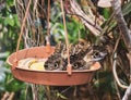 Butterflies eating fruit