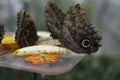 Butterflies eating fruit