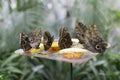 Butterflies eating fruit