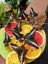 Butterflies eating