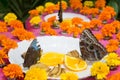 Butterflies eating oranges from the plate in the garden