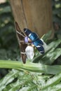 Butterflies, Ecuador Royalty Free Stock Photo