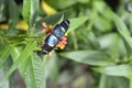 Butterflies, Ecuador Royalty Free Stock Photo