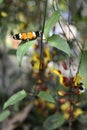 Butterflies, Ecuador Royalty Free Stock Photo