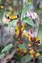 Butterflies, Ecuador Royalty Free Stock Photo