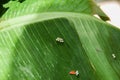 Butterflies eggs placed on the leaf of a plant