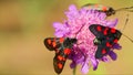 Butterflies Elcysma westwoodii, on a flower