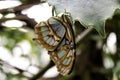 Butterflies entomology