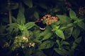 Butterflies entomology