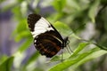 Butterflies entomology