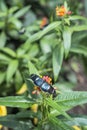 Butterflies on exotic flower Royalty Free Stock Photo