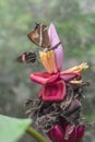 Butterflies on exotic tropical flower Royalty Free Stock Photo