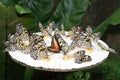 Butterflies feeding on banana chunks