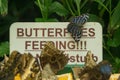 Butterflies feeding Royalty Free Stock Photo