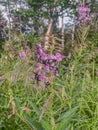 Pink Wildflowers With Black Butterflies Resting On Stems In A Meadow Scene Royalty Free Stock Photo
