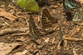 Butterflies feeding Royalty Free Stock Photo