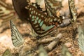 Butterflies feeding