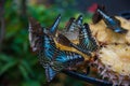 Butterflies feeding on pinapple fruit
