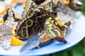 Butterflies feeding on fruit