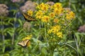 Butterflies Feeding on Yellow Flowers Royalty Free Stock Photo