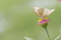 Butterflies in the flower garden