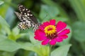 Butterflies in the flower garden