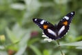 Butterflies in the flower garden