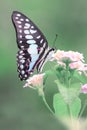 Butterflies flower macro photo detail view