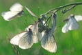 Butterflies on the flower - macrophotography Royalty Free Stock Photo