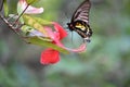 Butterflies flower nature beauty red