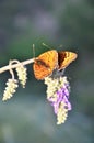 Butterflies on a flower. Nature, beauty