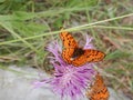 Butterflies on a flower on a path in Rocchetta Nervina