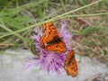 Butterflies on a flower on a path in Rocchetta Nervina