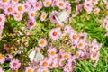 Butterflies on a flower