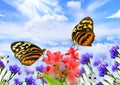 Butterflies with flowers