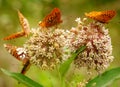 Butterflies on flowers